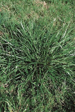 Rohrschwingel - Festuca arundinacea | © Agroscope