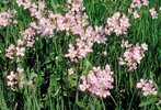 Wiesen-Schaumkraut - Cardamine pratensis | © Agroscope