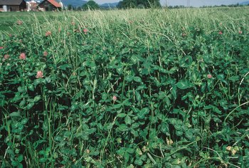 Miscela foraggera costituita da due sole specie: loglio italico e trifoglio violetto | © Agroscope