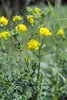 Sichelklee - Medicago falcata | © e-pics A.Krebs