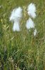 Pennacchi a foglie strette - Eriophorum angustifolium | © e-pics M. Baltisberger