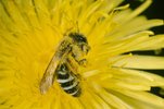 Wiesen-Löwenzahn - Taraxacum officinale. Dicke Sandbiene - Andrena gravida | © e-pics A.Krebs