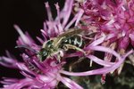 Skabiosen-Flockenblume - Centaurea scabiosa. Mit Furchenbiene - Lasioglossum xanthopus | © e-pics A.Krebs