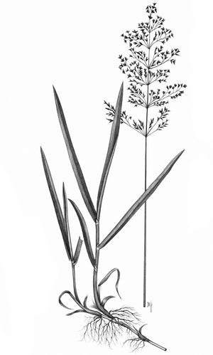 Agrostide géante - Agrostis gigantea | © ADCF