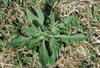 Knautie de champs - Knautia arvensis. Rosette de feuilles | © Agroscope