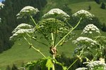 Panace di Mantegazza - Heracleum mantegazzianum | © info flora, Ch. Bornand
