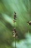 Carice di Davall - Carex davalliana | © e-pics M. Baltisberger