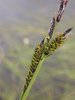 Laîche brune - Carex nigra | © Wikipedia