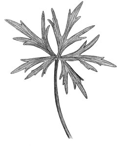 Ranuncolo acre - Ranunculus acris subsp. acris. Foglia semplice, con margine inciso | © APF