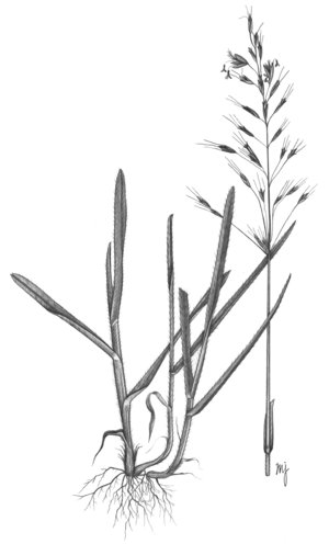 Avena pubescente - Helictotrichon pubescens | © APF