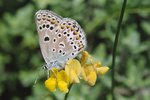 Schotenklee / Hornklee - Lotus corniculatus. Bläuling - Polyommatus spp. | © e-pics A.Krebs