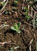 Zottiger Klappertopf - Rhinanthus alectorolophus. Keimling im frühen Frühling | © Agroscope