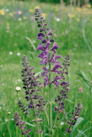 Wiesen-Salbei - Salvia pratensis | © Agroscope