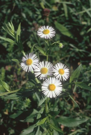 Einjähriges Berufkraut - Erigeron annuus | © Agroscope