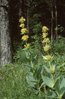 Gentiane jaune - Gentiana lutea | © e-pics A.Krebs