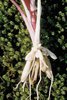 Ranuncolo favagello - Ranunculus ficaria. Radici tuberizzate (tuberi fusiformi) | © Agroscope