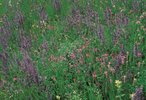 Wiesen-Salbei - Salvia pratensis | © Agroscope