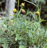 Trèfle brun - Trifolium badium | © e-pics M.Baltisberger