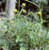 Braunklee - Trifolium badium | © e-pics M.Baltisberger