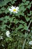 Marguerite - Leucanthemum vulgare | © M.Baltisberger