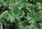 Unterart: Gelbgrüner Frauenmantel - Alchemilla xanthochlora | © Agroscope