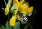 Schotenklee / Hornklee - Lotus corniculatus. Wollbiene - Anthidium manicatum | © e-pics A.Krebs