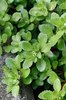 Borracina stolonifera - Sedum stoloniferum | © info flora, A. Gygax