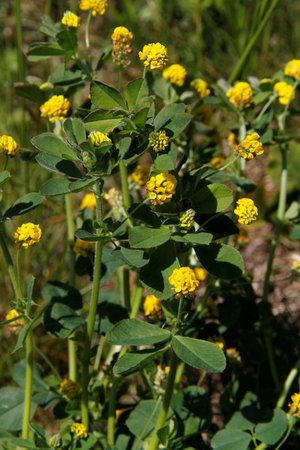 Gelbklee / Hopfenklee - Medicago lupulina | © Agroscope