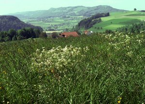 Knaulgras-Wiese, mit sehr viel Knaulgras | © W.Dietl