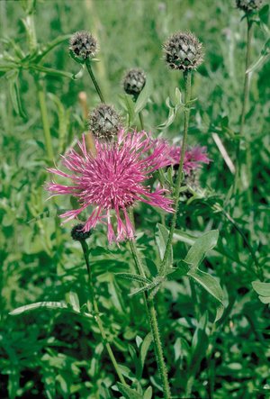 Skabiosen-Flockenblume - Centaurea scabiosa | © Agroscope