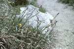 Laîche glauque - Carex flacca | © e-pics M.Baltisberger