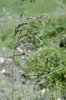 Canche cespiteuse - Deschampsia cespitosa | © e-pics M.Baltisberger