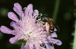 Knautie de champs - Knautia arvensis. Avec une andrène - Andrena hattorfiana | © e-pics A.Krebs