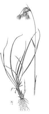 Linaigrette à larges feuilles - Eriophorum latifolium | © ADCF