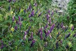 Vesce velue - Vicia villosa |  © e-pics A.Krebs