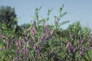 Vogelwicke - Vicia cracca | © Agroscope