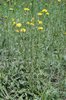 Wiesen-Pippau - Crepis biennis | © e-pics M.Baltisberger