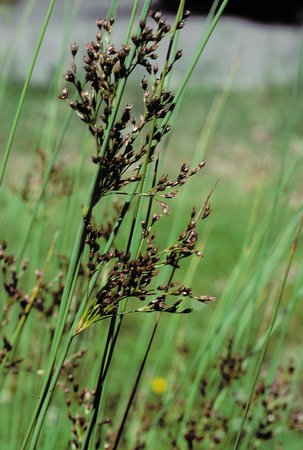 Blaugrüne Binse - Juncus inflexus | © Agroscope