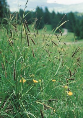 Laîche glauque - Carex flacca | © Agroscope