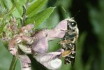 Vesce des haies - Vicia sepium. Andrène ou abeille des sables - Andrena spp. | © e-pics A.Krebs