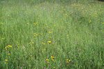 Wiesen-Pippau - Crepis biennis. In wenig intensiv genutzter Wiese | © e-pics M.Baltisberger