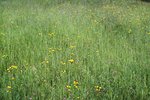 Crépide bisannuelle - Crepis biennis. Dans une prairie peu intensive | © e-pics M.Baltisberger
