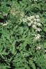 Wiesen-Bärenklau - Heracleum sphondylium | © Agroscope