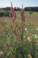 Romice acetosa - Rumex acetosa | © Agroscope