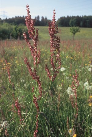 Wiesen-Sauerampfer - Rumex acetosa | © Agroscope