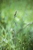 Carice glauca - Carex flacca | © e-pics M. Baltisberger