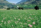 Herbstzeitlose - Colchicum autumnale. In Fromental-Wiese | © Agroscope