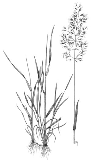 Avoine jaunâtre - Trisetum flavescens | © ADCF