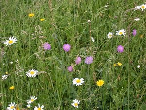 Prairie peu intensive avec différentes autres plantes | © ADCF