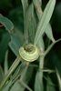 Gesse des prés - Lathyrus pratensis. Larve de charançon - Phytonomus spp. |  © e-pics A.Krebs